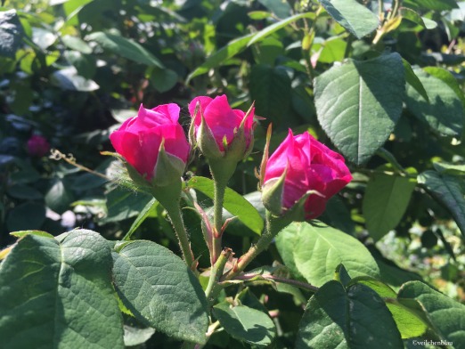Rosenblüten-Sirup – so schmeckt der Sommer