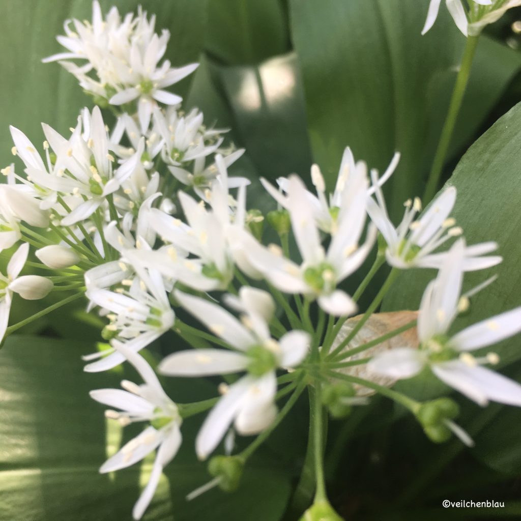 weiße Bärlauch-Blüte, im Hintergrund grüne Bärlauchblätter