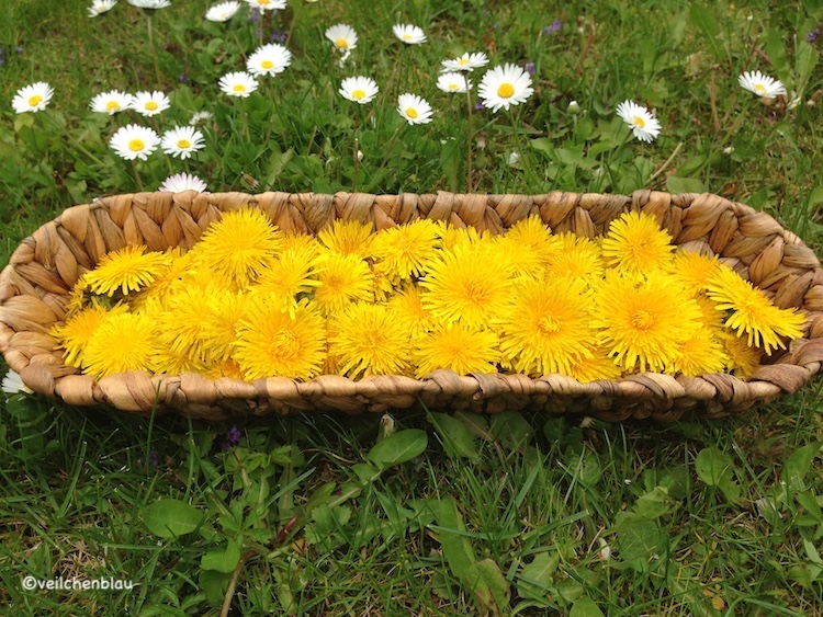 Frühlingswiese mit einem Korb voller herrlich gelber Löwenzahnblüten für köstliches Löwenzahn-Lassi
